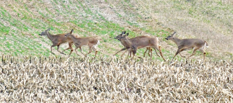 Deer on the run in Bunkertown